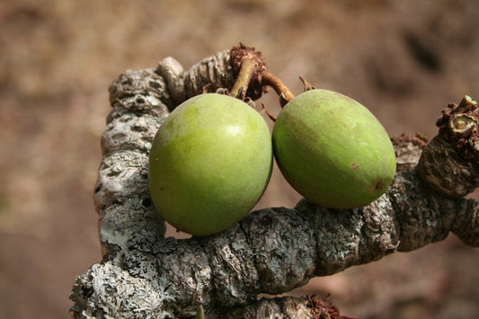 The Power of Unrefined African Shea Butter